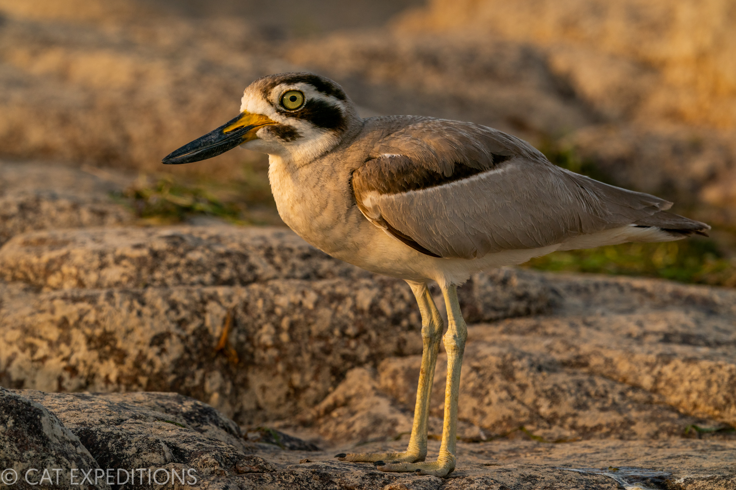 Great Stone Curlew in India
