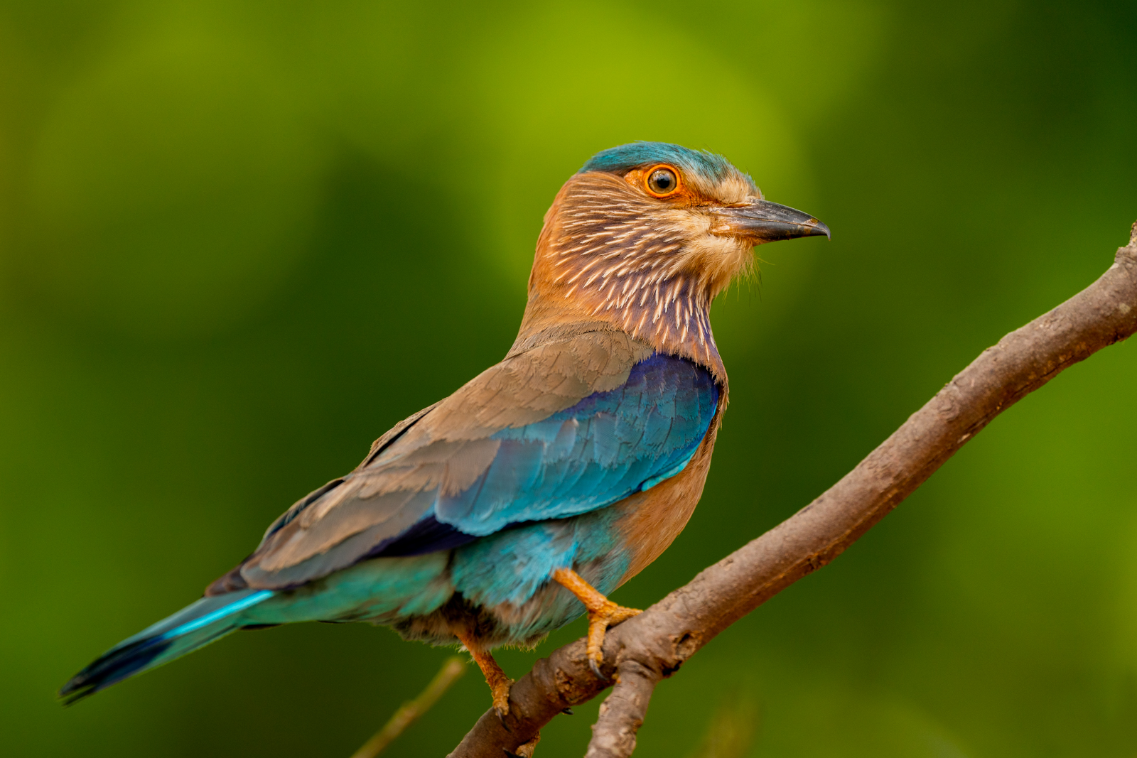 Indian Roller in India