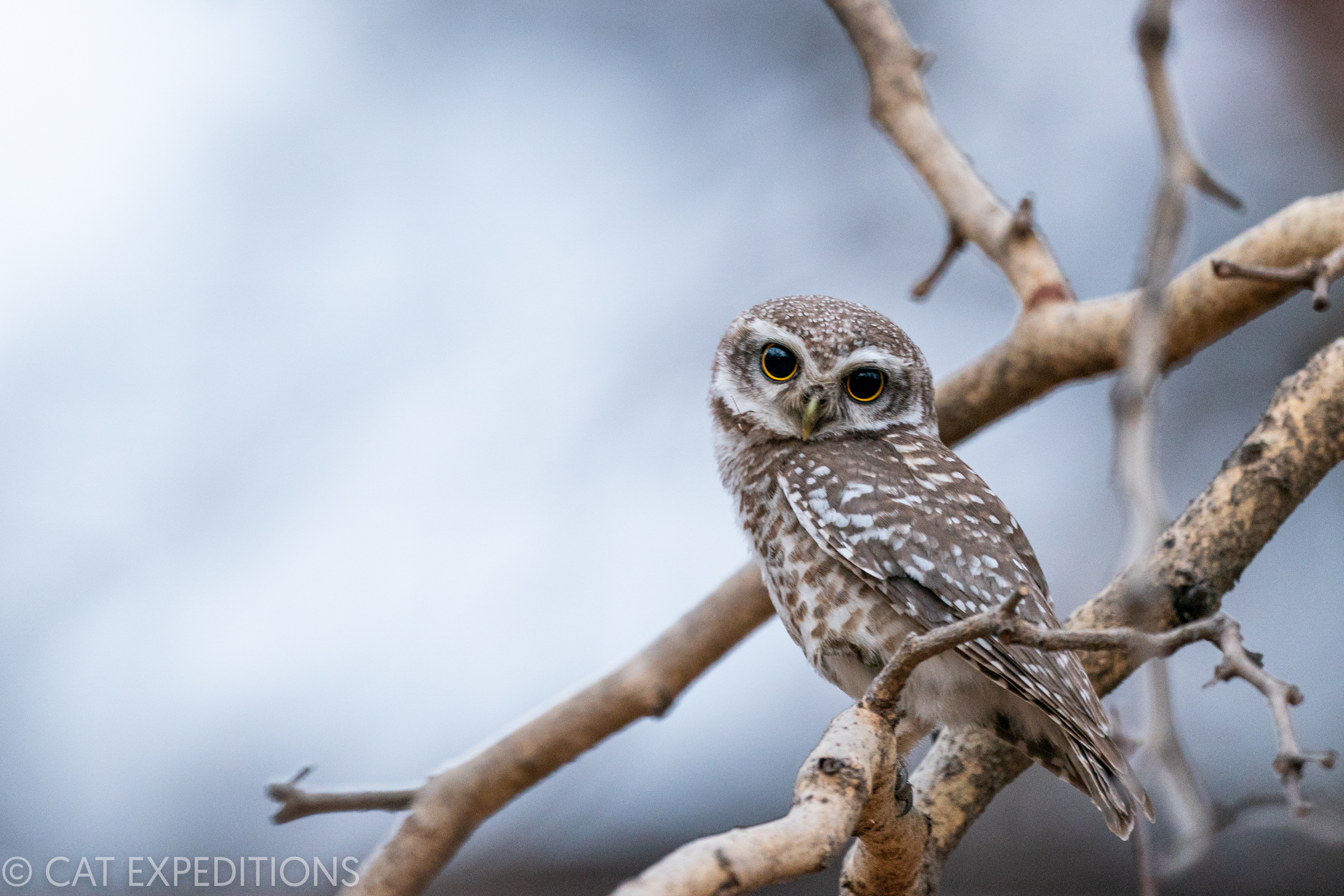 Jungle Owlet in India