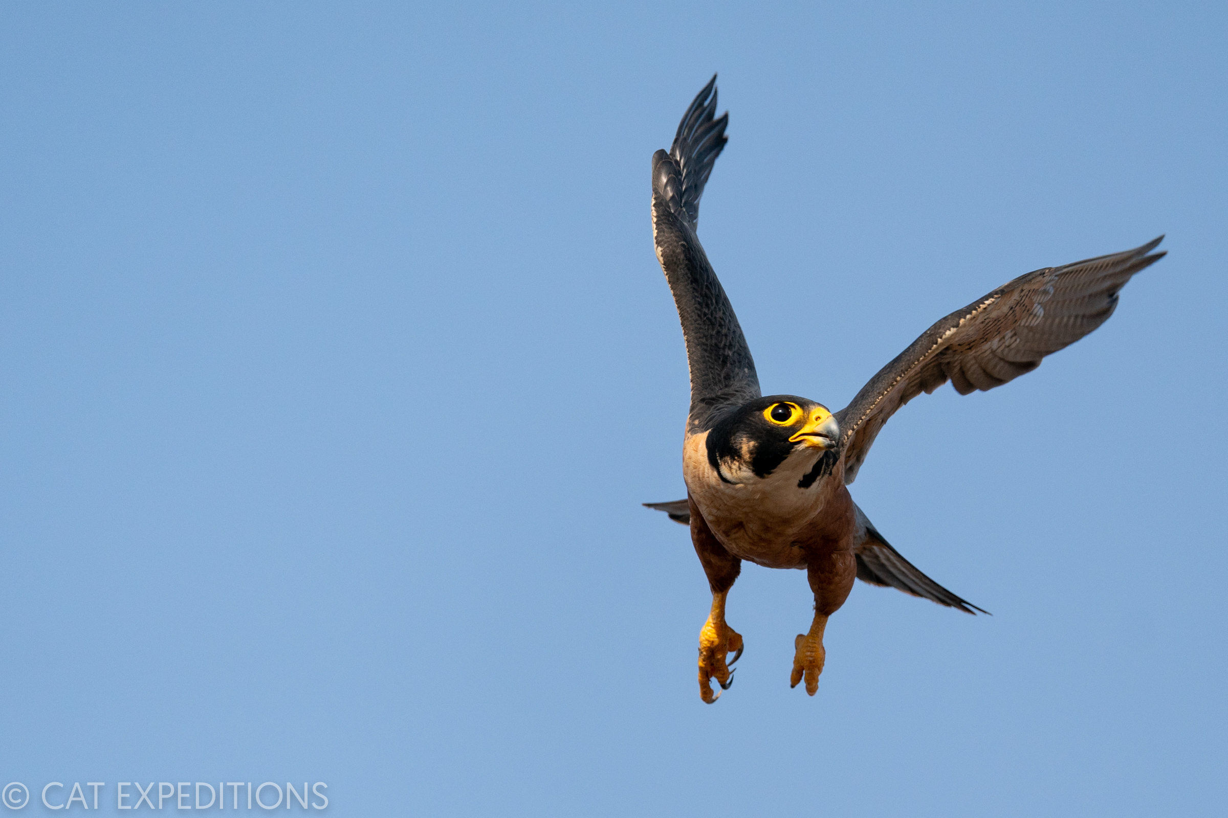 Peregrine Falcon in India