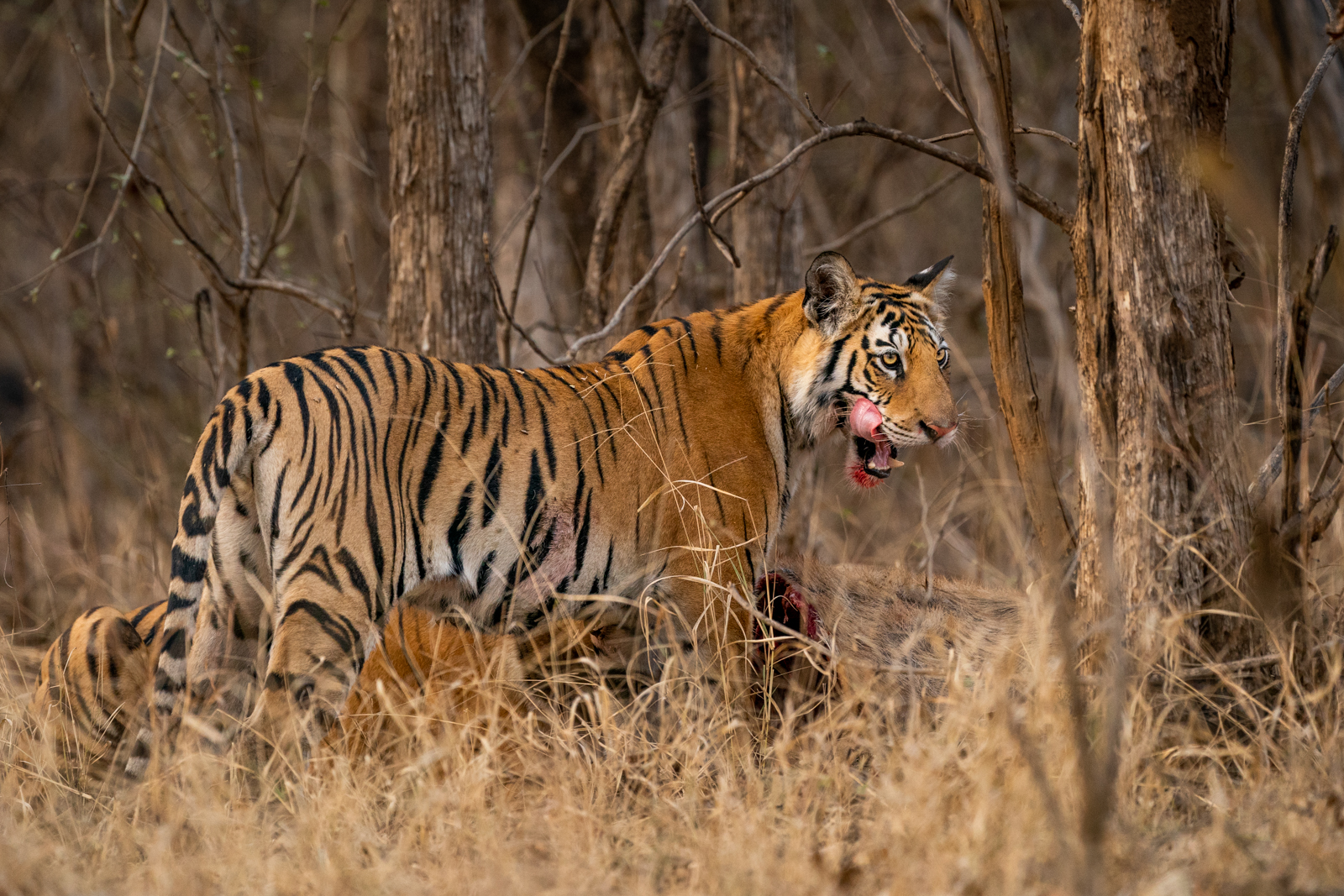 Tiger Feeding on Kill