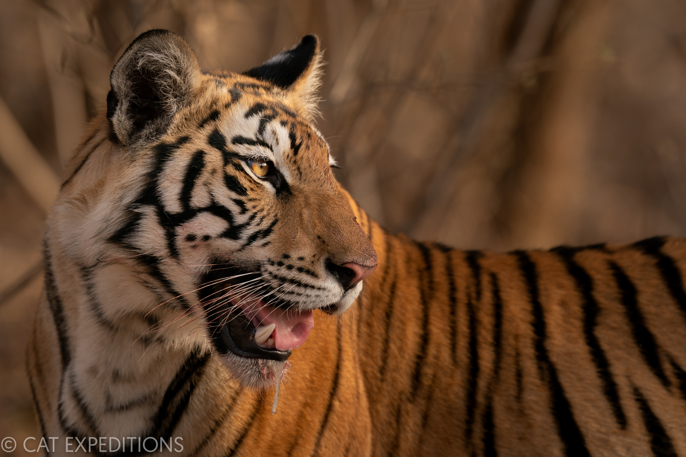 Tigers of India Photo Tour