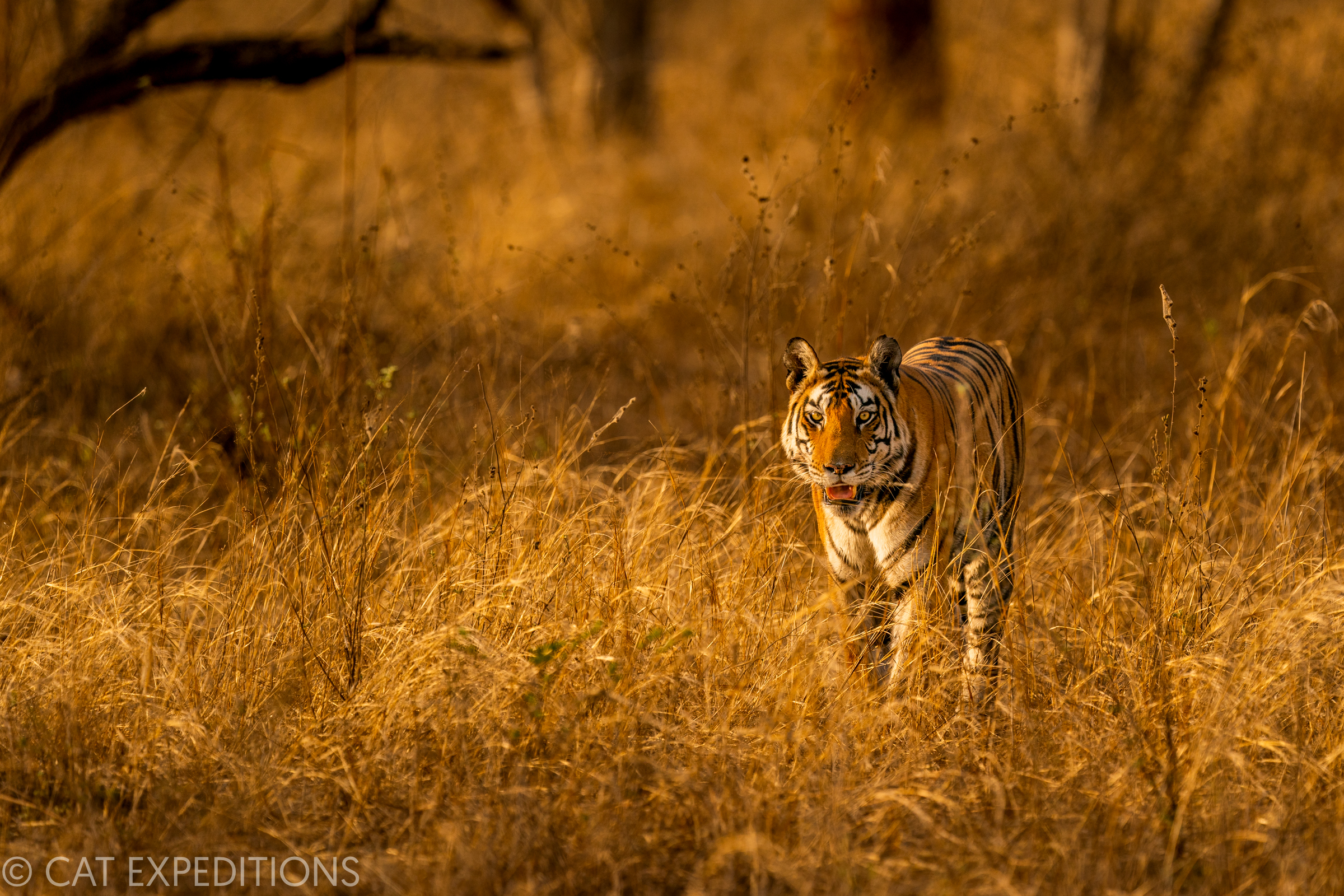 Bengal Tiger in Grassland at Sunrise in India