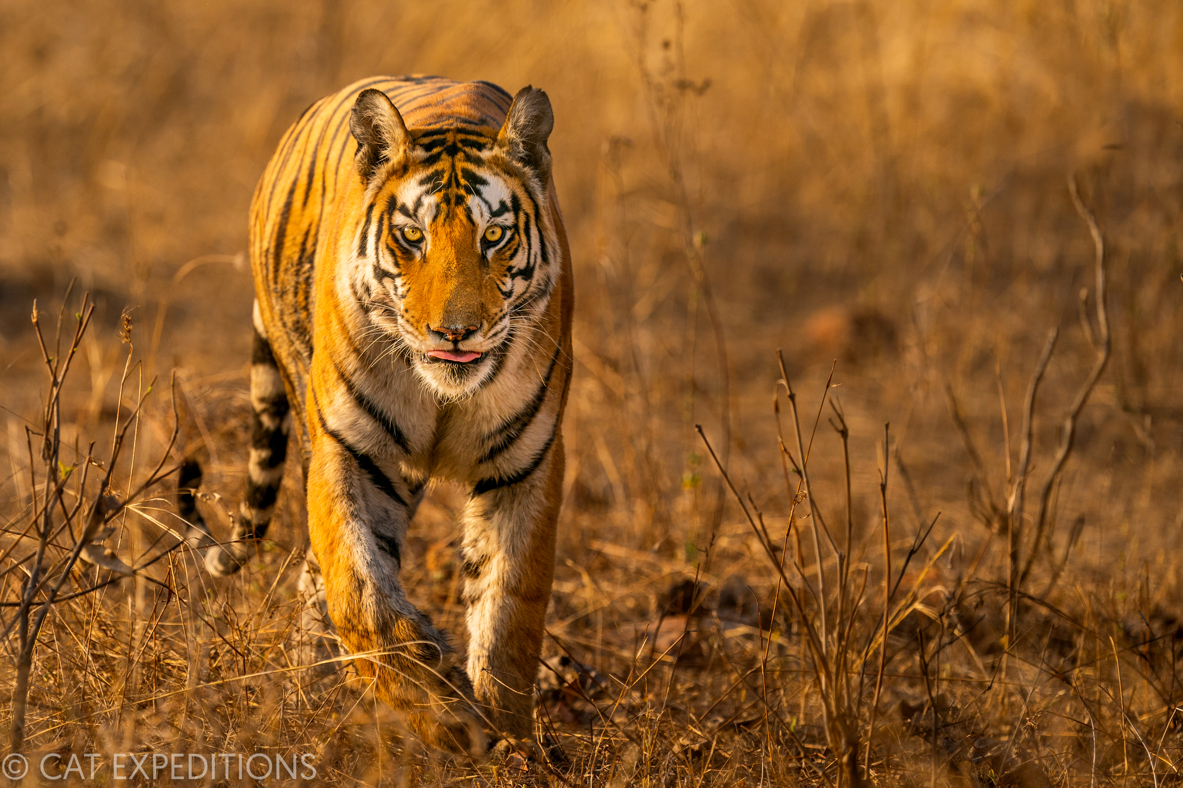 Female Tiger in India during Photo Tour