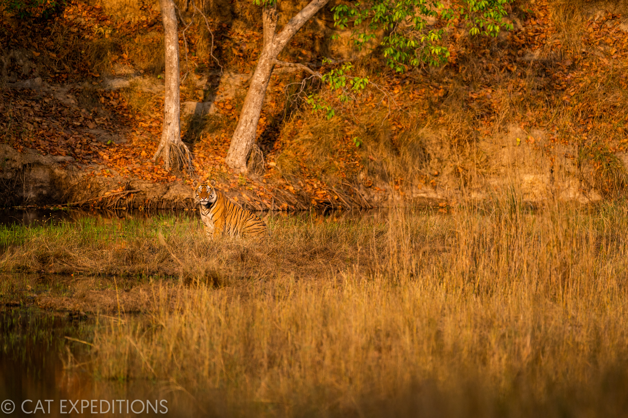 Male Tiger next to waterhole in India