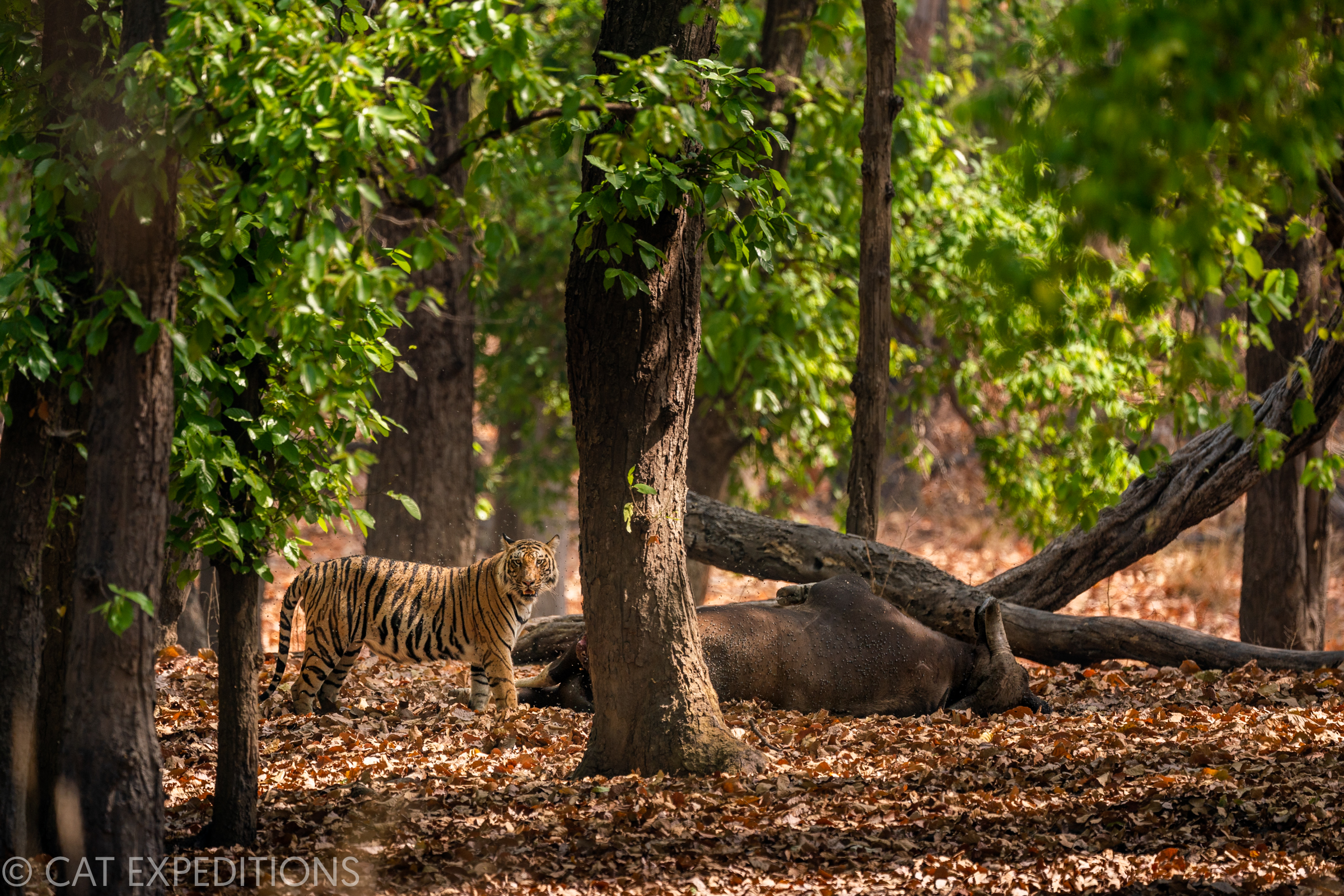 Bengal Tiger Near Gaur Kill in India