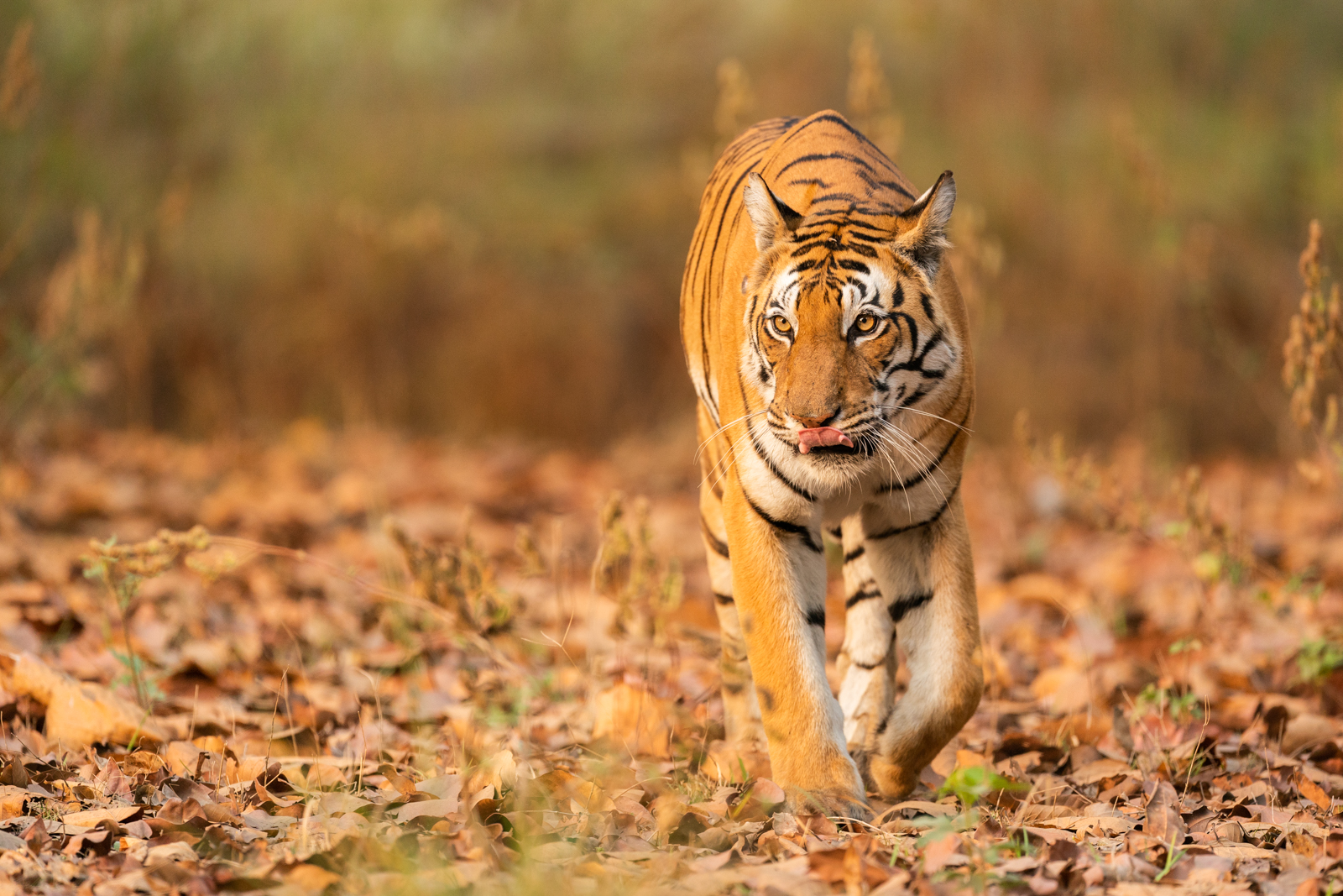 Bengal Tiger in India