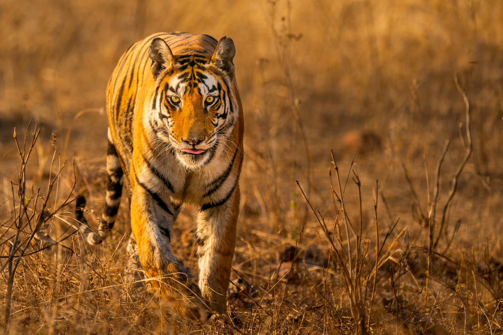 Tigers in India Photo Tour
