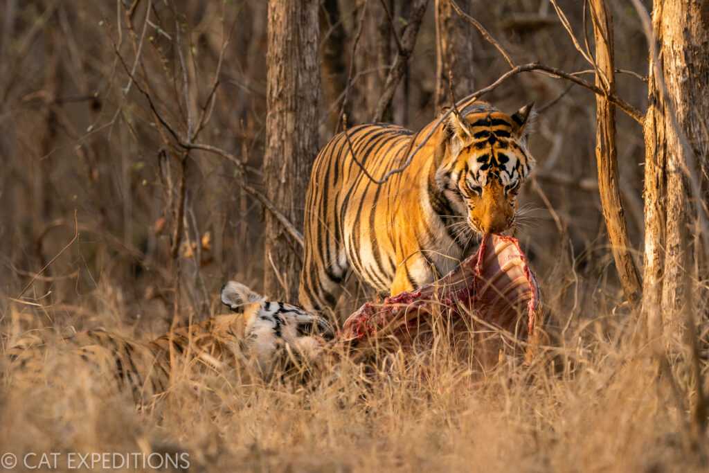 Endangered Bengal tiger cub born at Nicaragua zoo