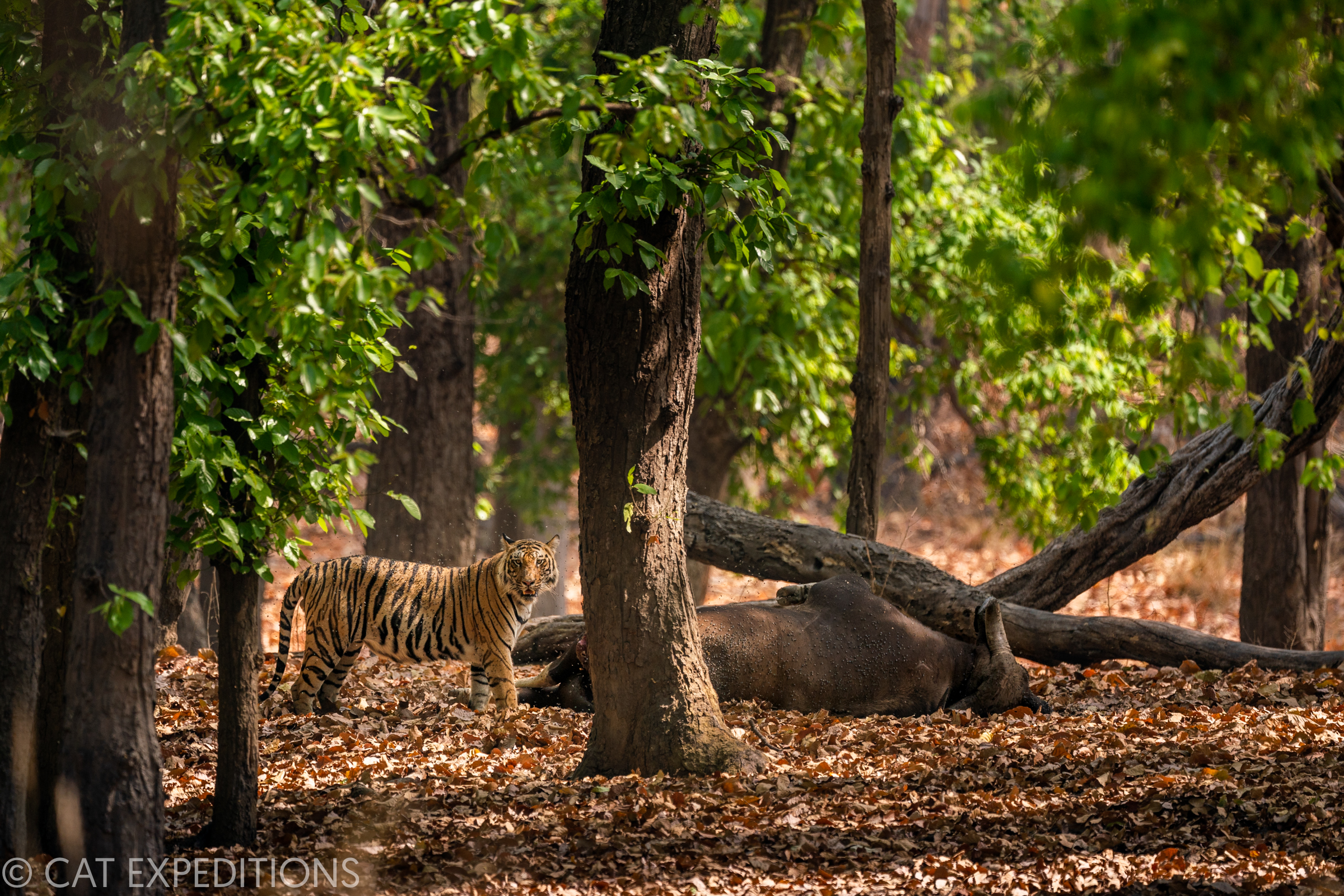 Tigers generally prey on animals bigger than themselves. Here a Bengal tiger stands with its 3300 lbs gaur kill in Bandhavgarh National Park in India.