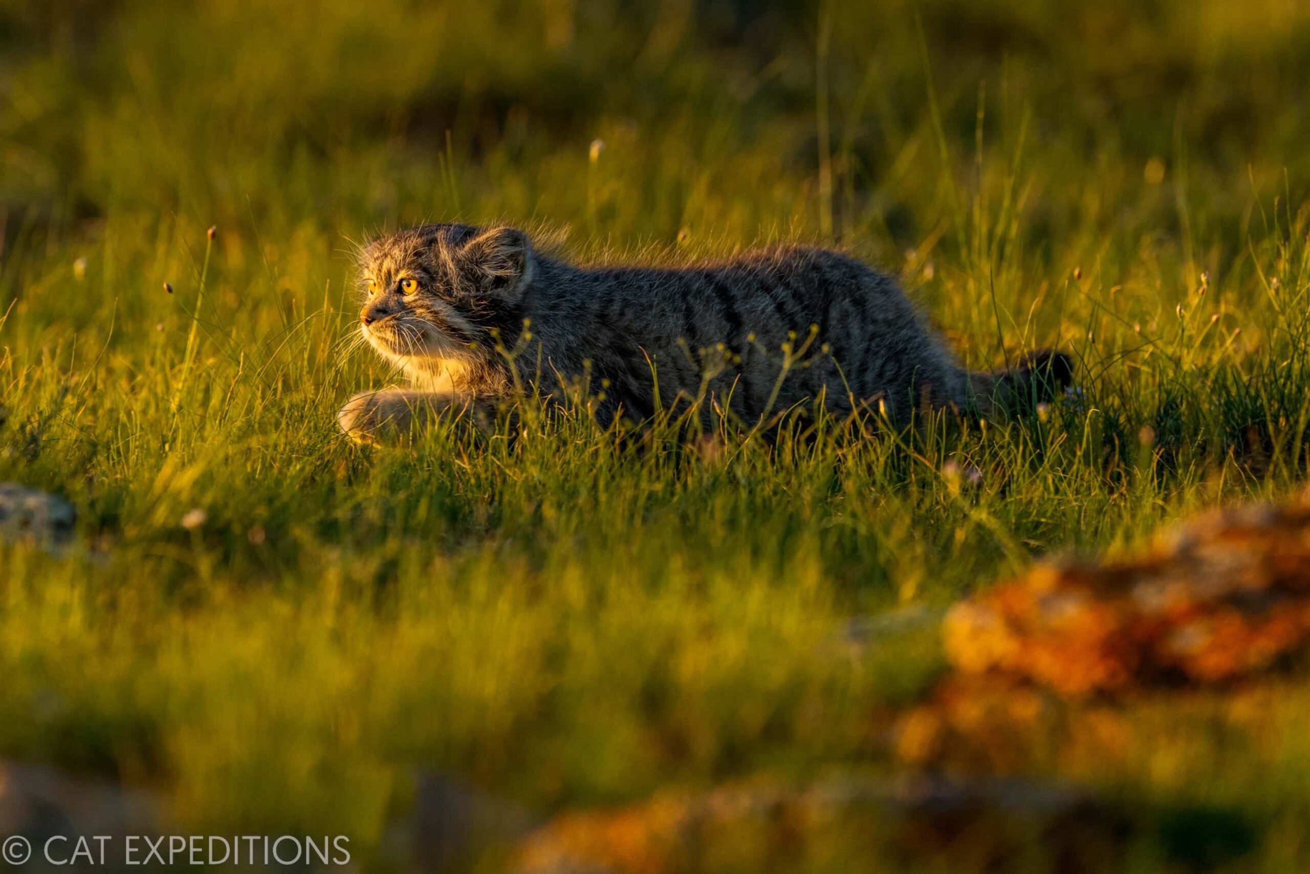 Our first manul, a kitten, during our manul photo tour. The sunset light perfectly illuminated
this cute cat!