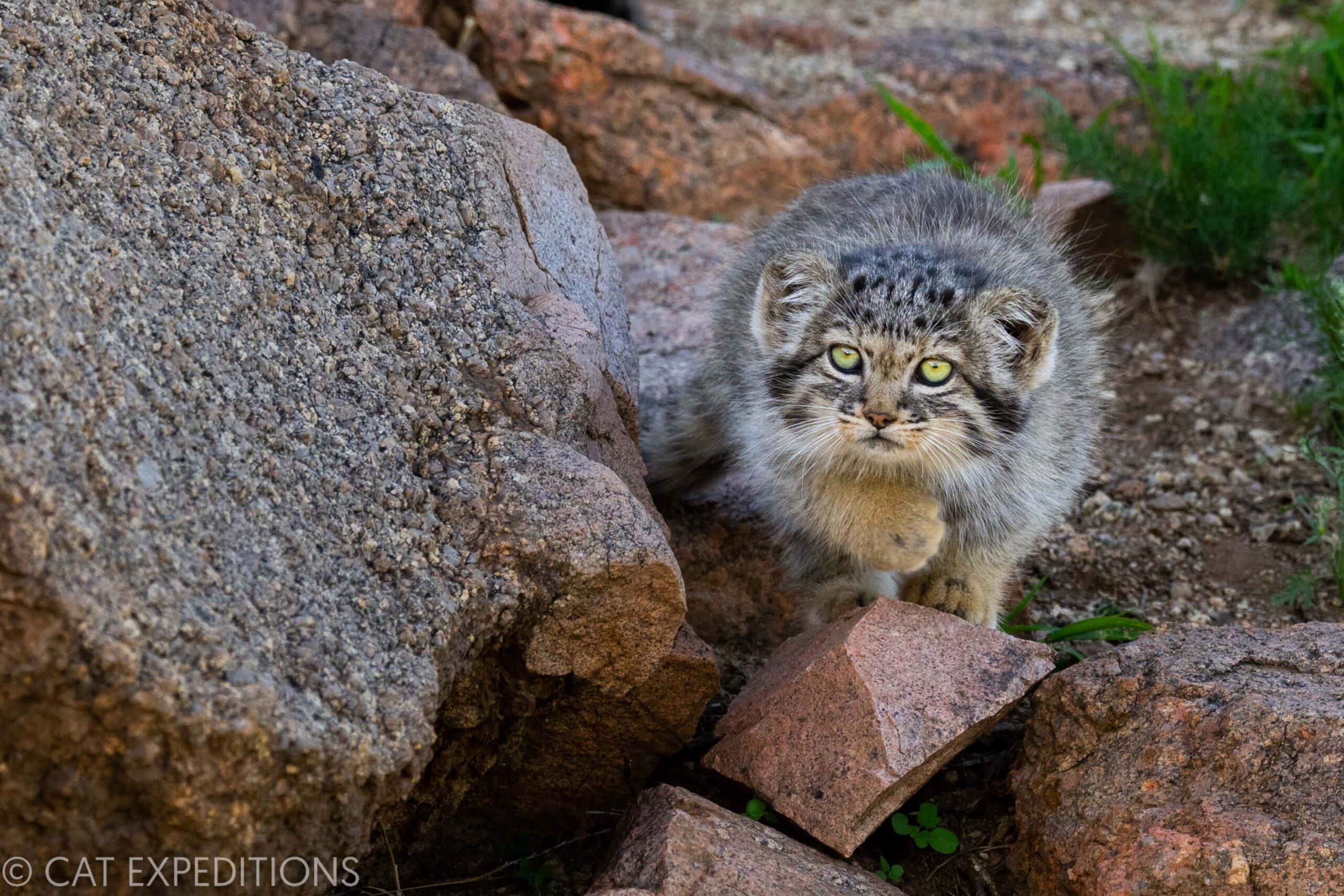 A manul kitten’s curiosity is peaked when it sees a songbird in the distance. It stalk ended
quickly as it realized it was not going to catch the bird.