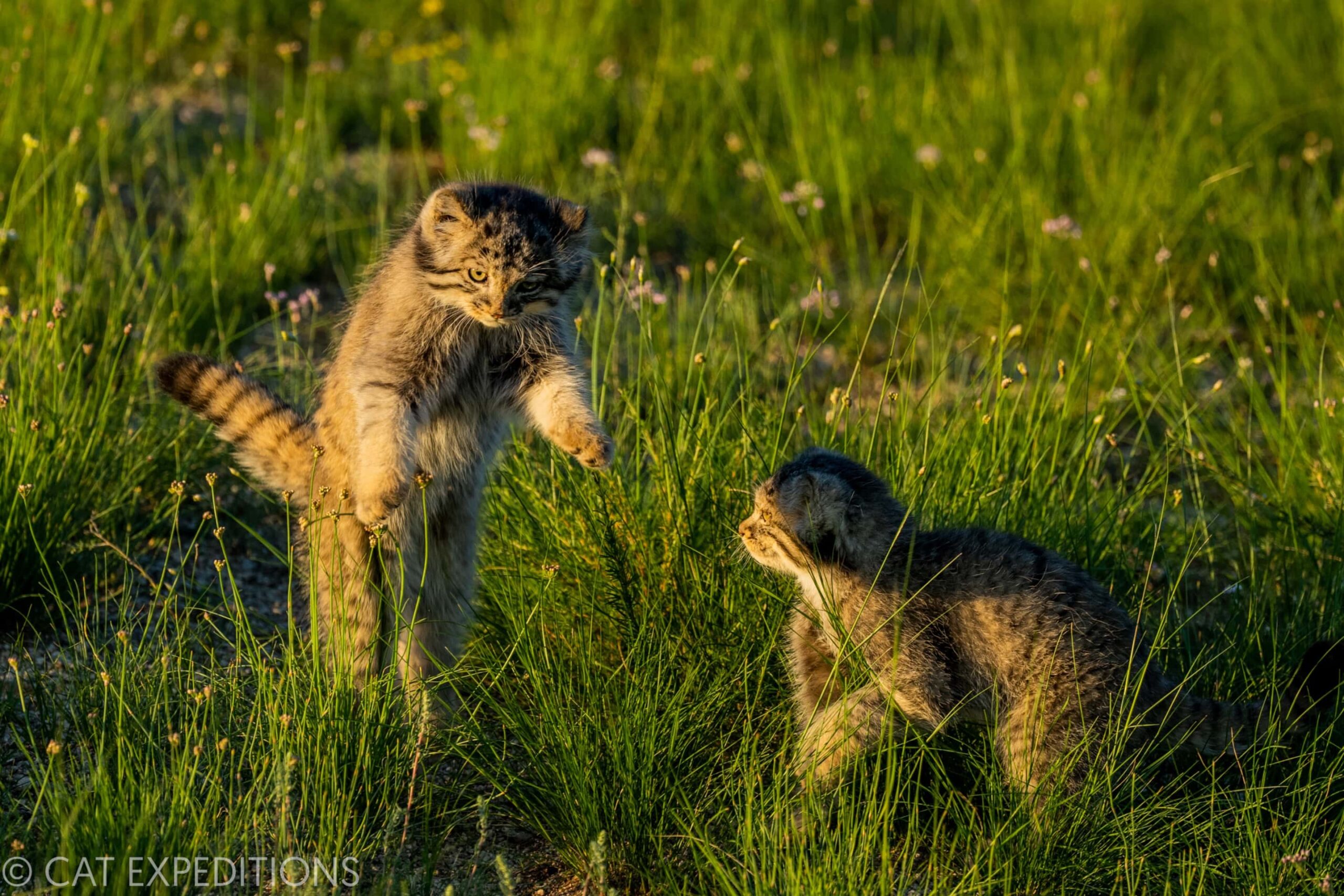Two sibling manul play with each other at sunset. The manul kittens would routinely come out
of their den at sunset, to play, look for mom, or chase birds unsuccessfully. 