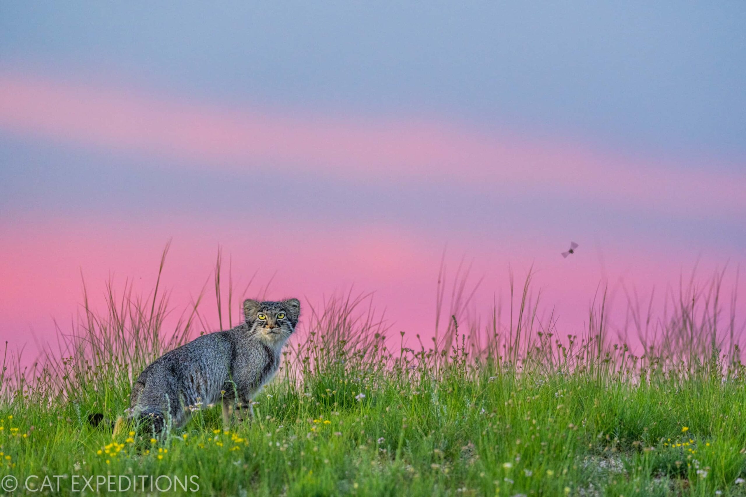 A female manul at sunset. During our manul photo tour we would see mother’s come back
to the den to deliver rodent prey to their young.