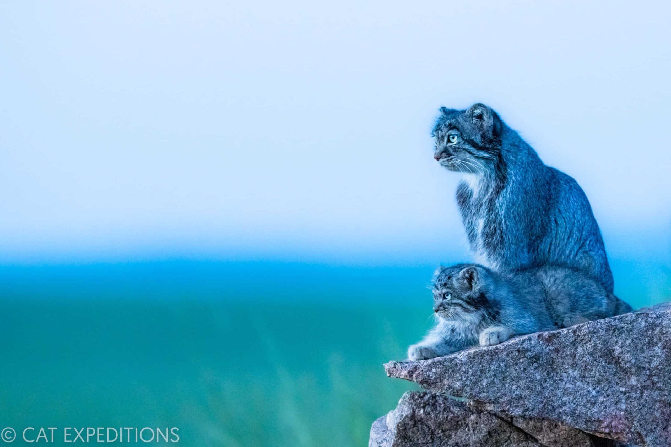 A manul mother and her your kitten stare over the Mongolian steppe during our manul
photo tour in 2022.