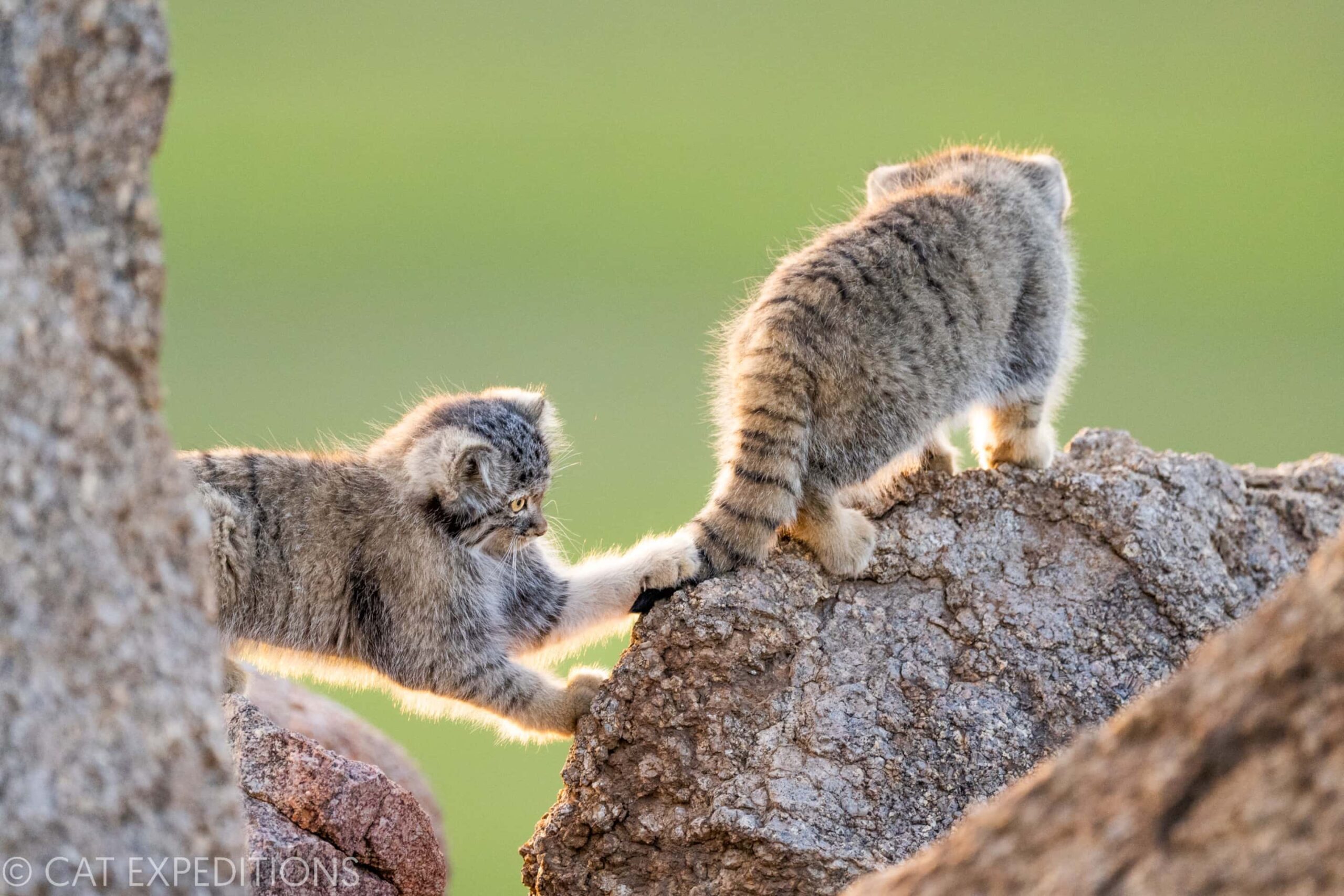 Two manul kittens play, practicing their hunting techniques at their den in eastern Mongolia.