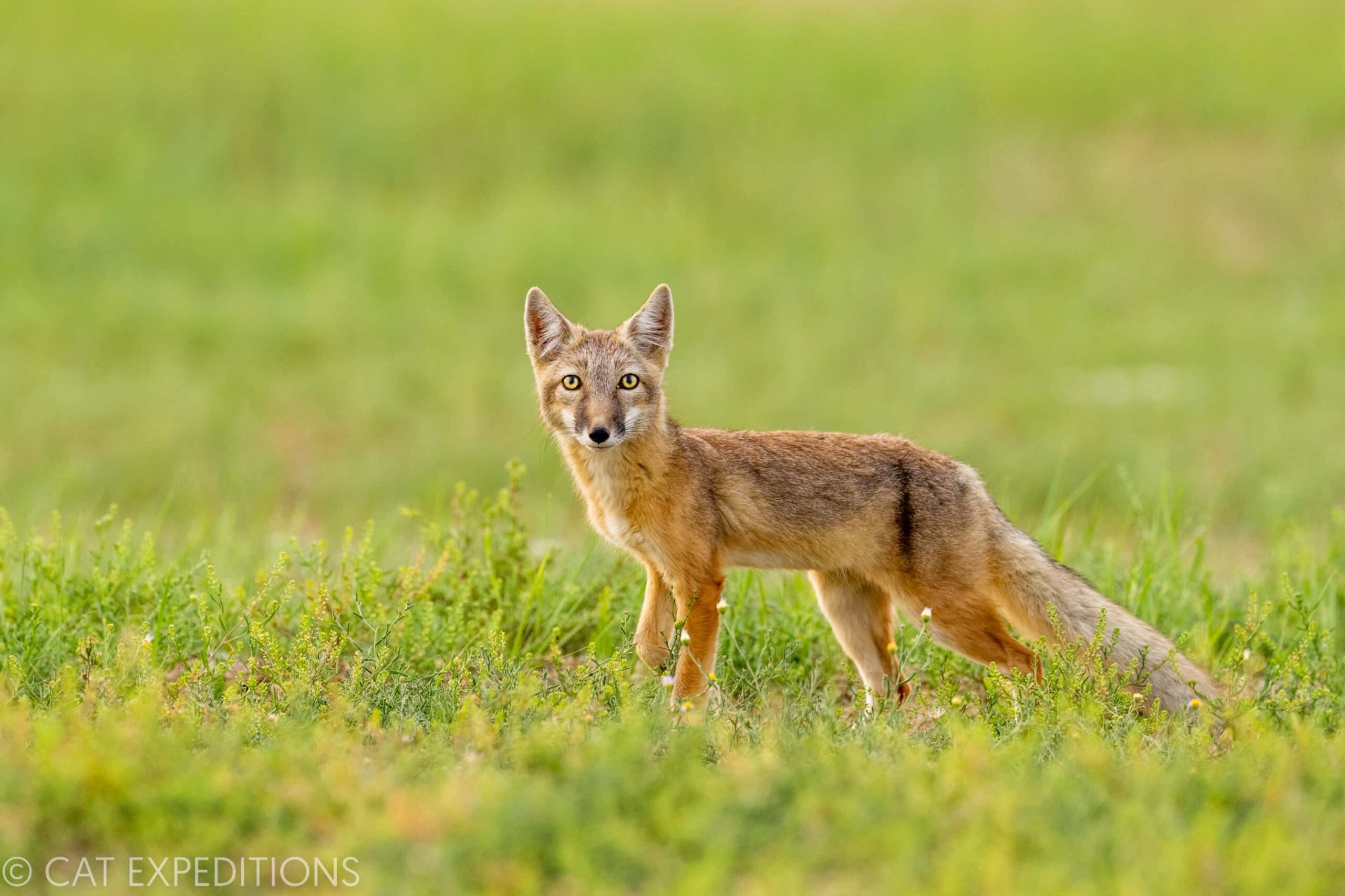 A corsac fox pauses on the steppes of eastern Mongolia. We saw fourteen different foxes
during our photo tour.