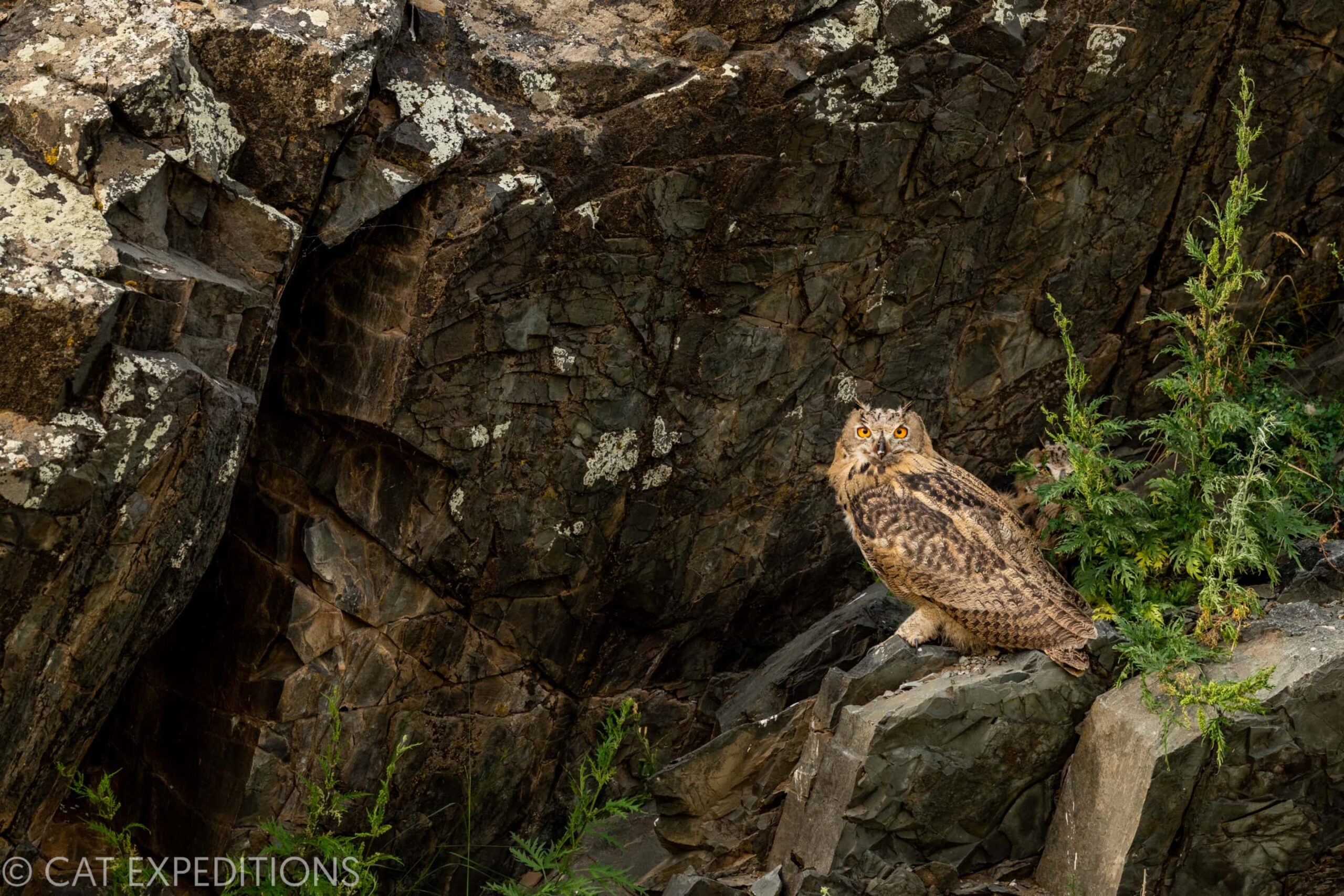 An Eurasian Eagle-Owl (Bubo bubo) fledgling sits on a cliff during our tour in eastern Mongolia