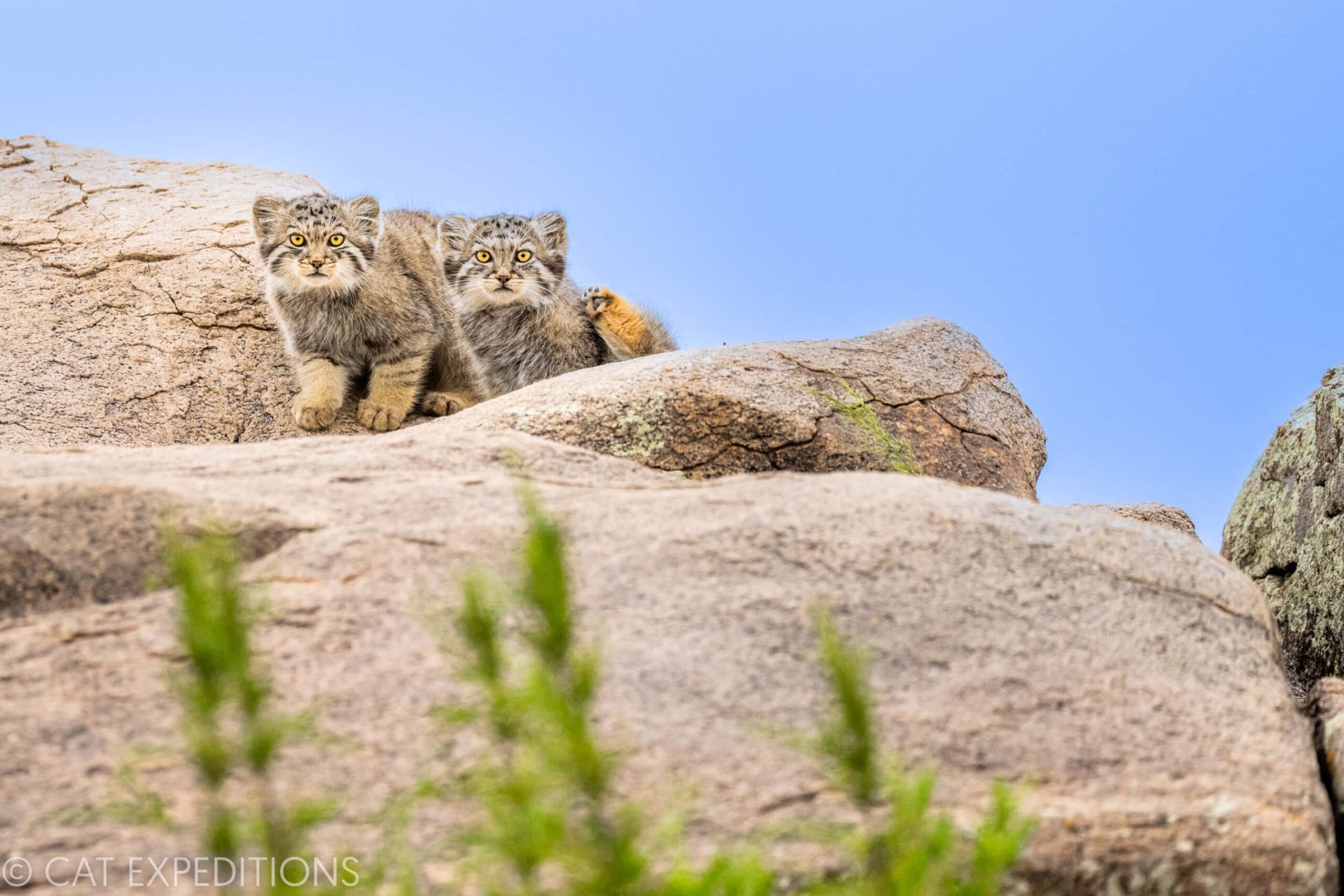 Manul of Mongolia Photo Tour 2022 Trip Report