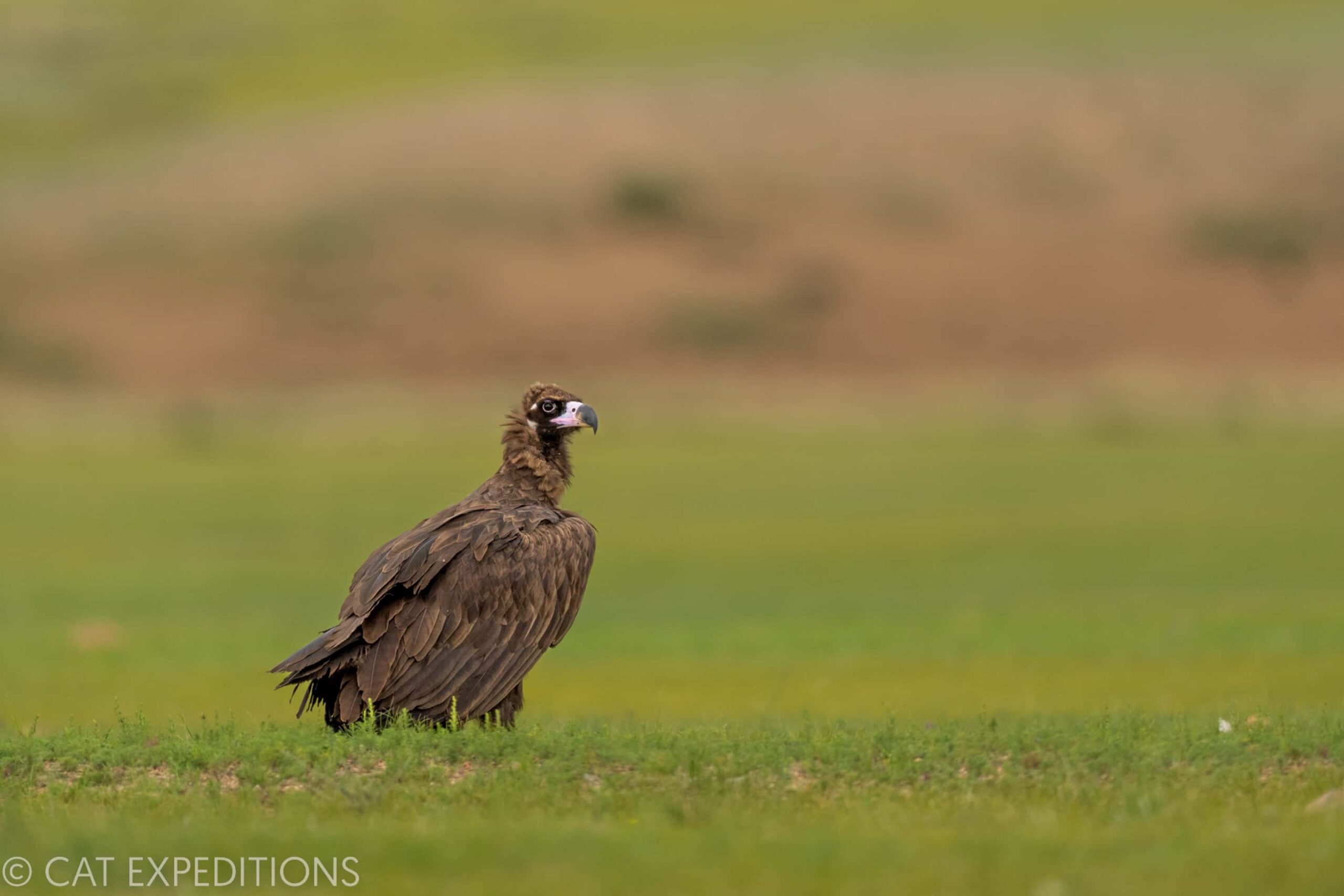 Cinereous Vulture (Aegypius monachus) photographed near the road on our way to eastern Mongolia