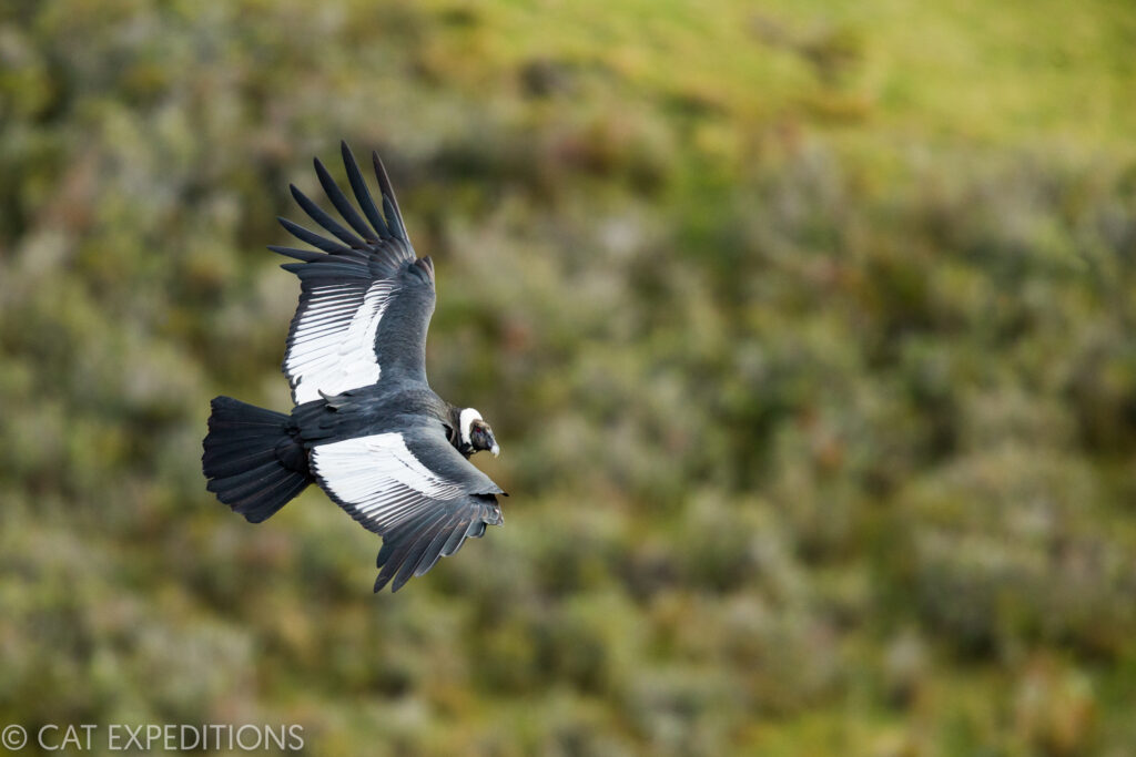 Andean Condor female flying during our pumas of Patagonia photo tour in 2022.