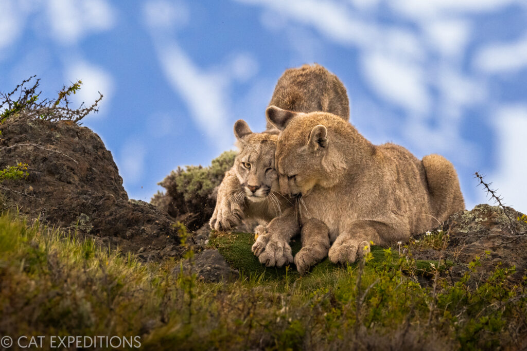 A male puma cub nuzzles his sister while she sharpens her claws. Taken during the 2022 pumas of Patagonia photo tour.