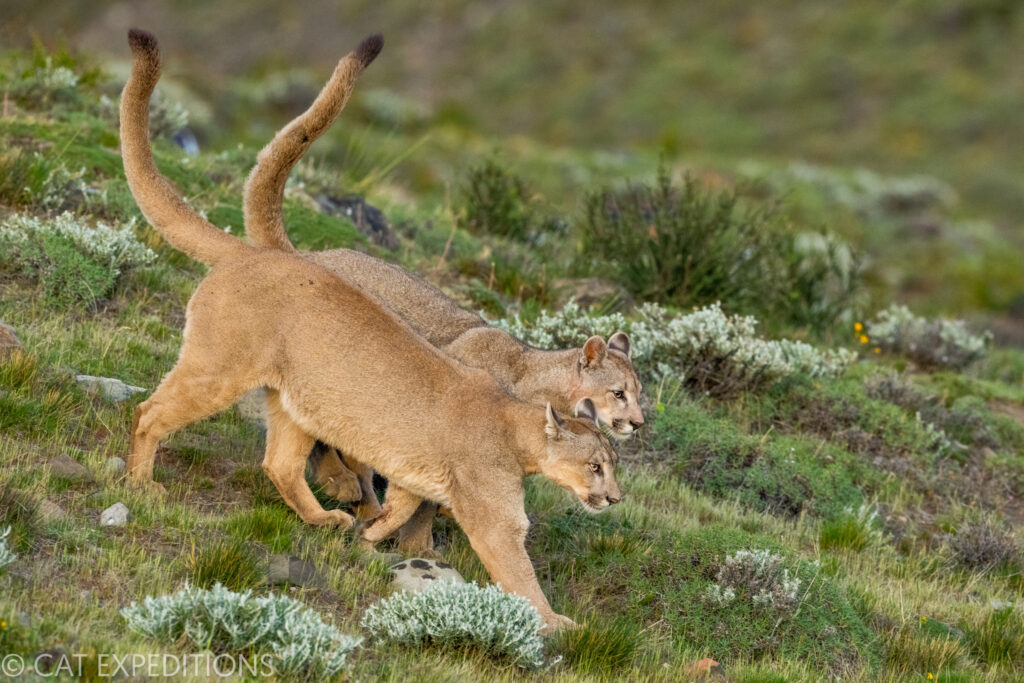 Puma cubs during out Pumas of Patagonia Photo Tour in 2022