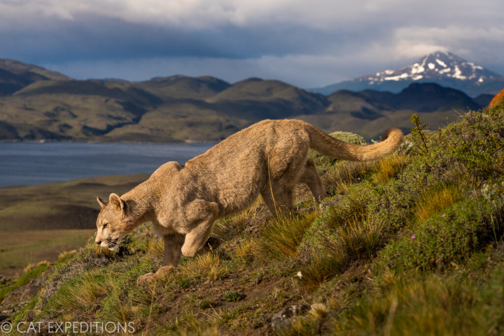 Puma cub during out Pumas of Patagonia Photo Tour in 2022