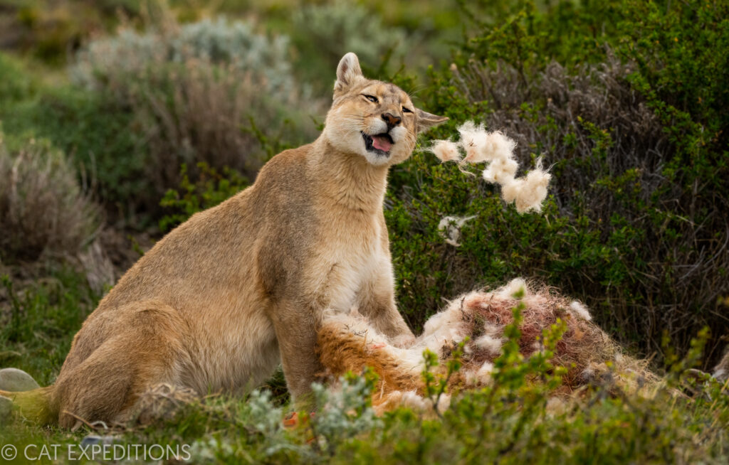 Pumas of Patagonia Photo Tour 2022 Trip Report