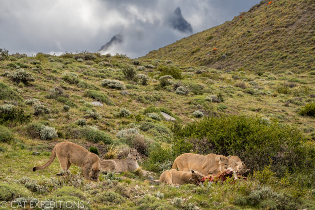 Five pumas share a guanaco kill during our pumas of Patagonia photo tour in 2022. This social behavior is frequently observed in the area. Female pumas, even ones that are not related to each other, will happily share a kill. Cubs are allowed to feed, but are sometimes pushed off. Males will generally push off all other pumas.