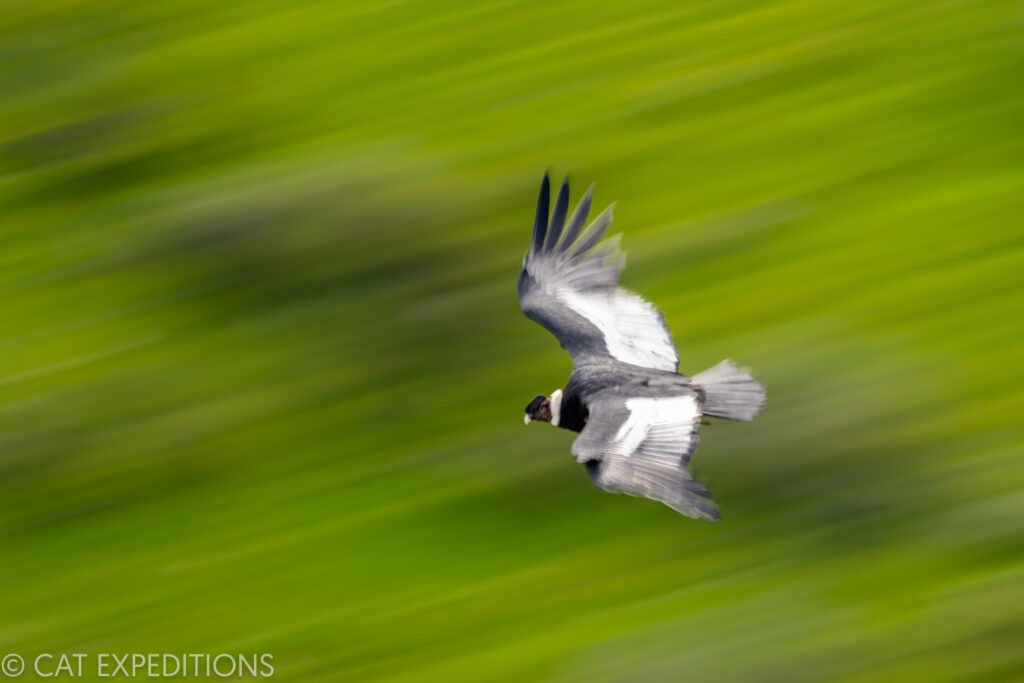 A male Andean condor flies through the air. Taken during our pumas of Patagonia photo tour in 2022.