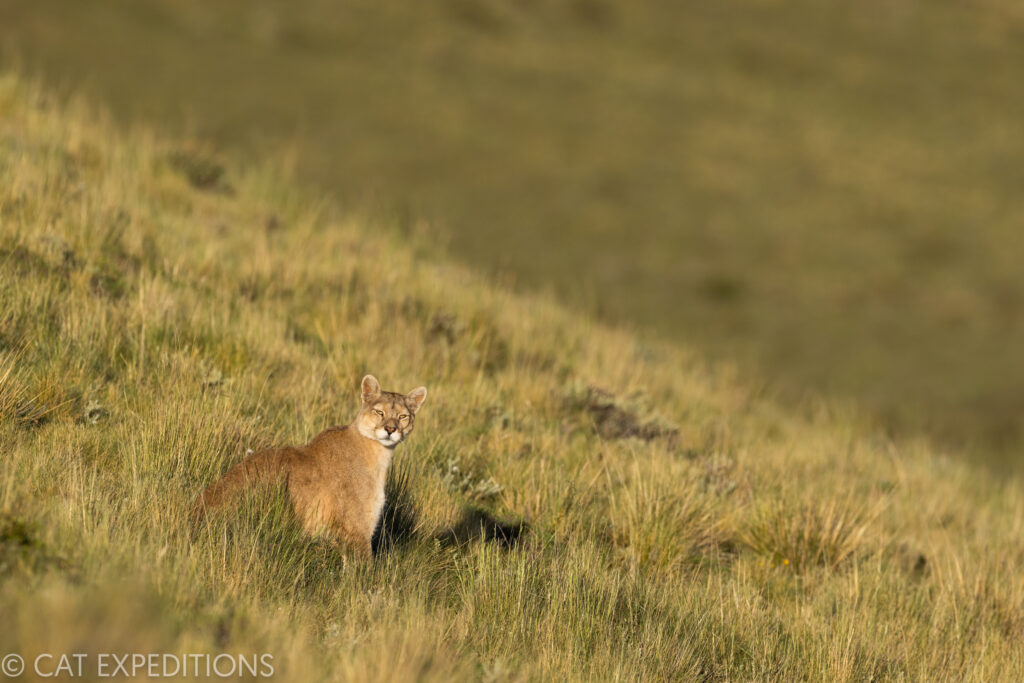 Female puma in pre-Andean scrubland. Taken during our pumas of Patagonia photo tour in 2022.