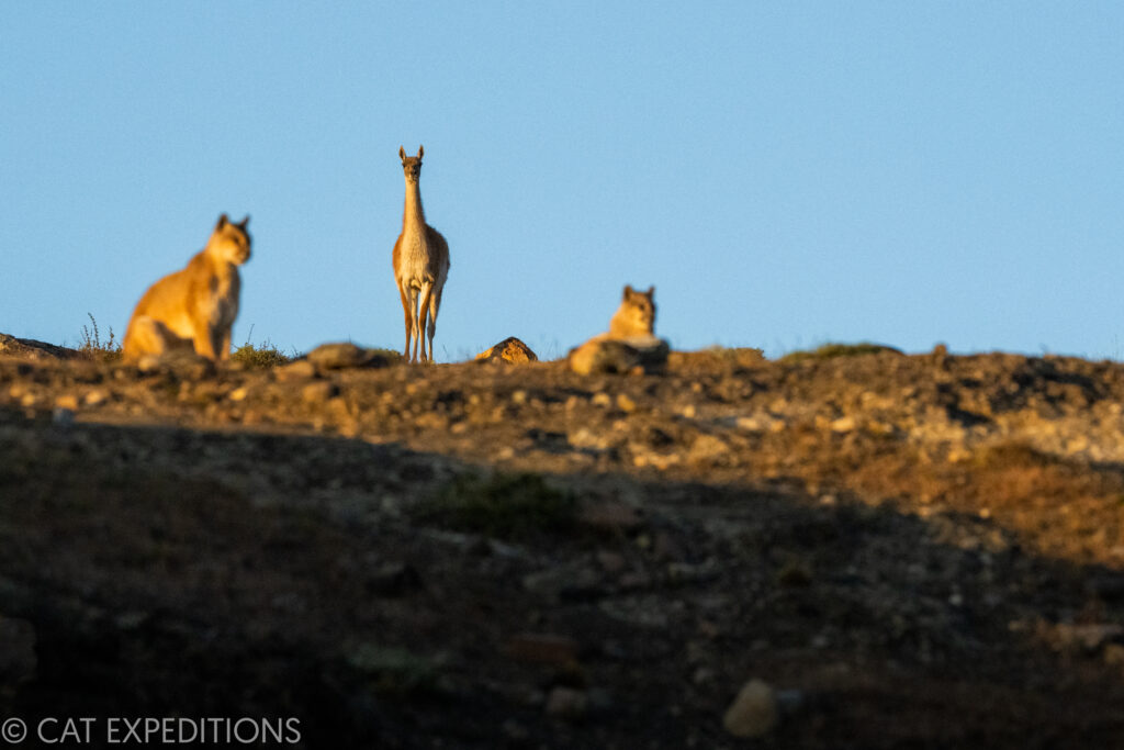Guanaco well aware of two pumas, giving them no chance for any successful hunt. Taken during our pumas of Patagonia photo tour in 2022.