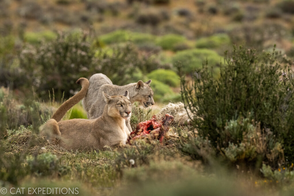 Puma mother and her cub feeding on guanaco kill during our pumas of Patagonia photo tour in 2022.