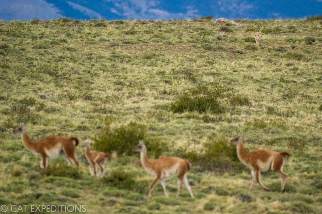 Female puma known as Coiron, starting her stalk of guanacos, especially being focues on the baby (also known as a cria). Taken during our pumas of Patagonia photo tour in 2022.
