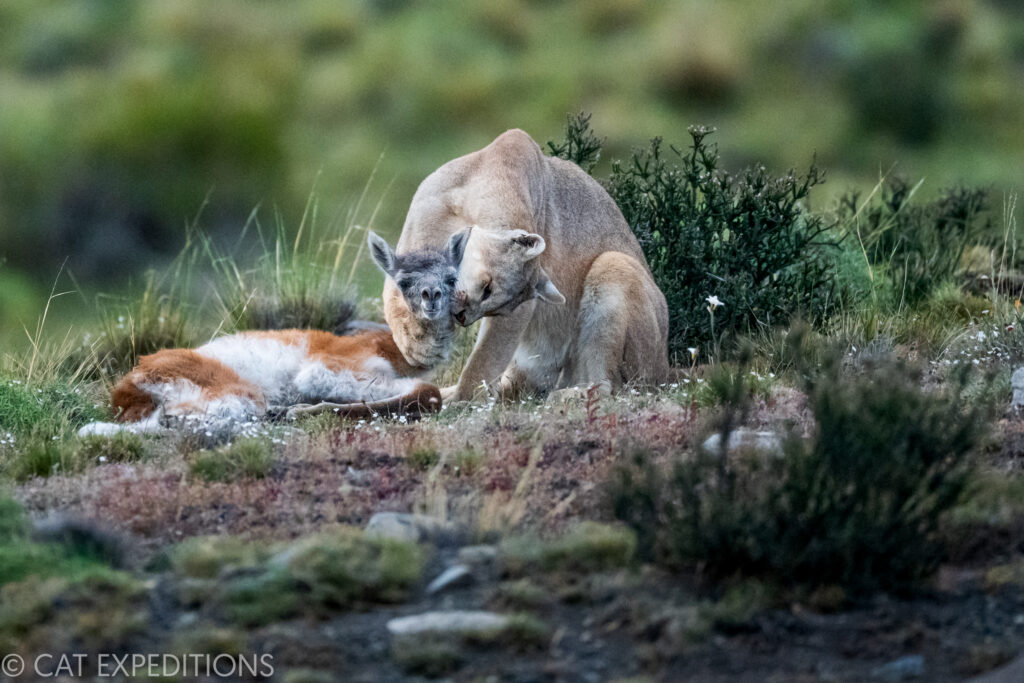 Female puma known as Coiron, predating guanaco cria during our pumas of Patagonia photo tour in 2022.
