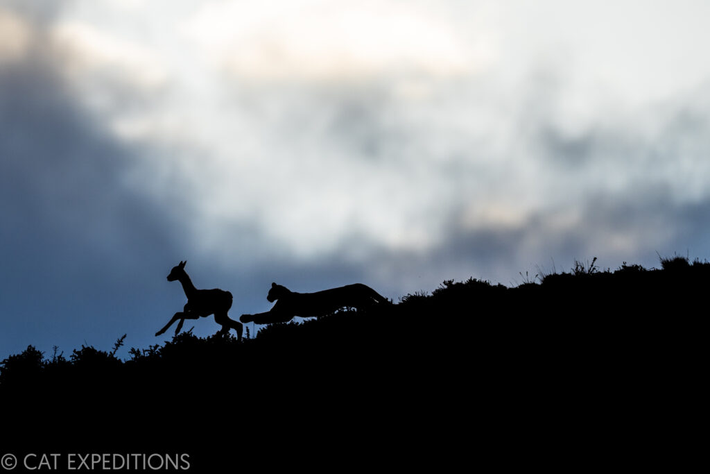 Female pumas lunging at guanaco young at sunset. This puma hunt photo was taken during our pumas of Patagonia photo tour in 2022.
