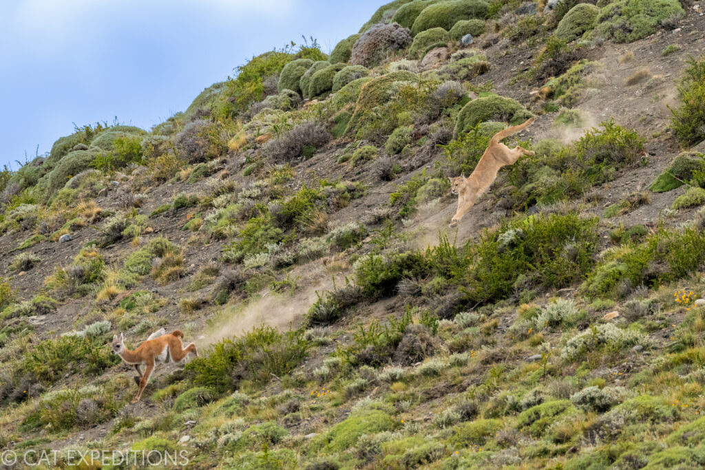 A female puma known as Coiron chases a guanaco young down the hill. One of three hunts we witnessed during our pumas of Patagonia photo tour in 2022.