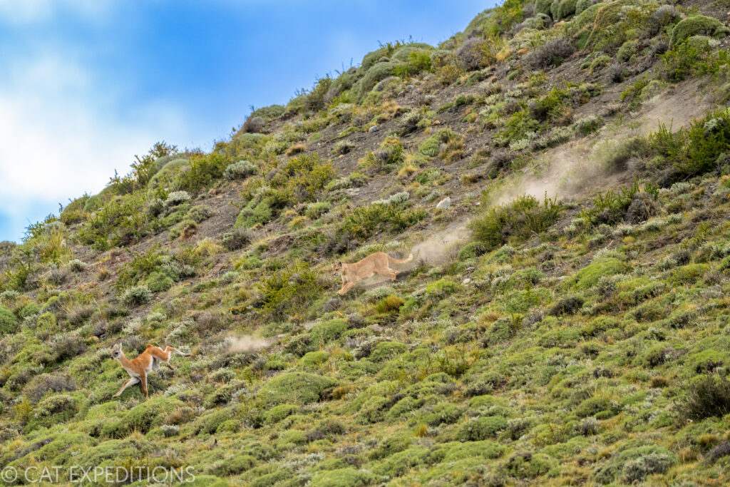 Female puma known as Coiron, chasing guanaco young down mountain, taken during our pumas of Patagonia photo tour in 2022.