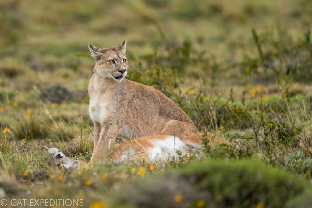 Female puma known as Coiron, with second guanaco young she predated in one evening, taken during our pumas of Patagonia photo tour in 2022.