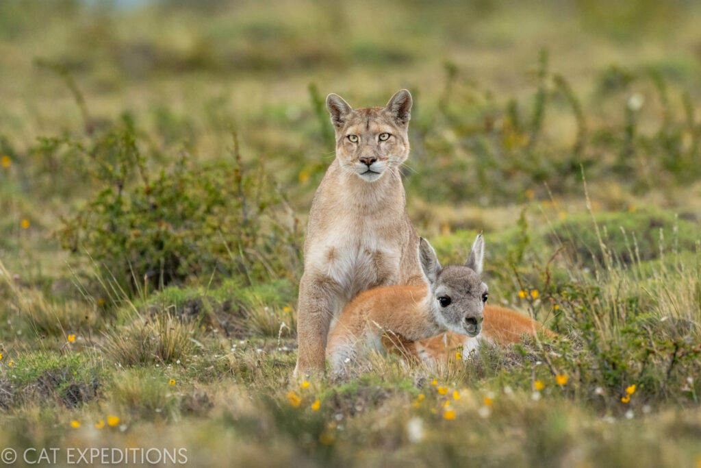 Female puma known as Coiron, playing with her guanaco prey, before finally killing it after an hour. Taken during our pumas of Patagonia photo tour in 2022.