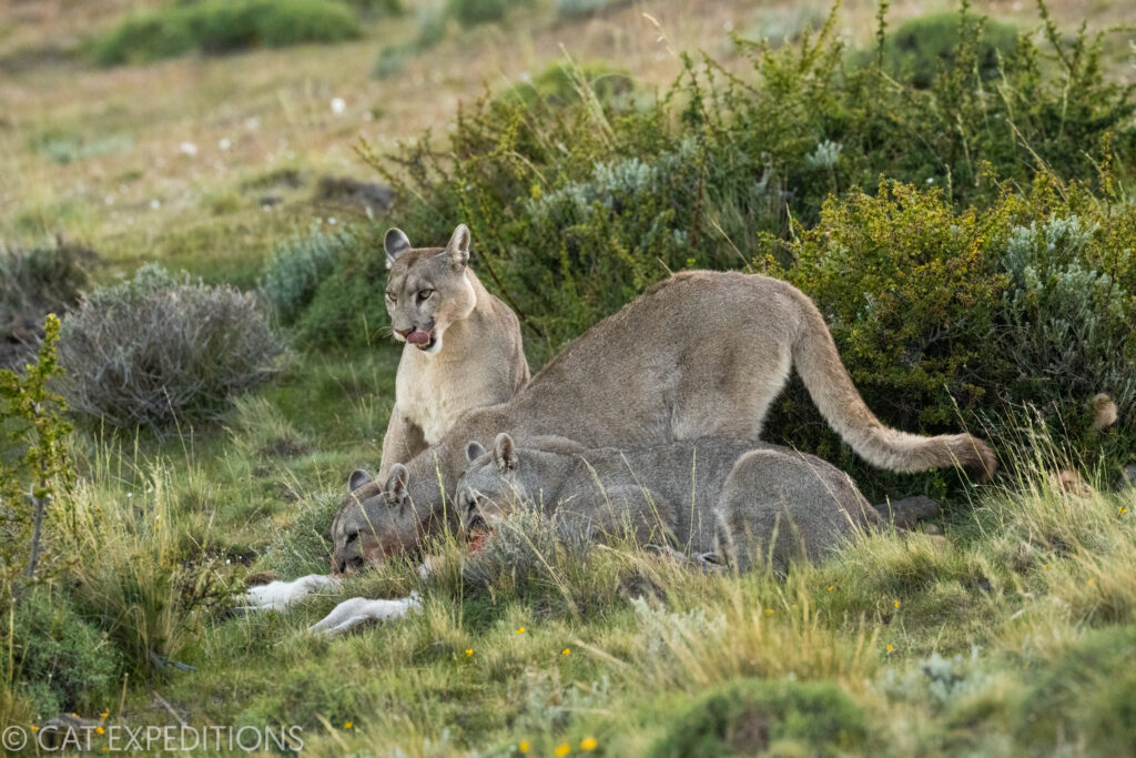 Female puma (Petaka) and her two cubs feeding on guanaco kill during our pumas of Patagonia photo tour in 2022.