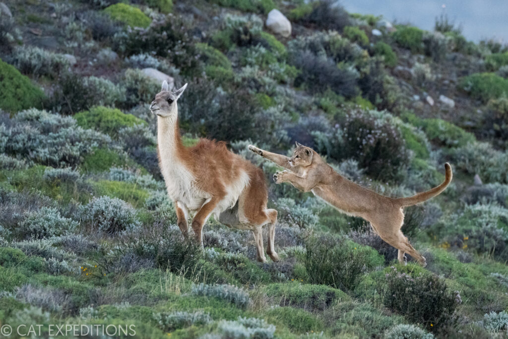 Female puma (Ginger) hunting guanaco during our pumas of Patagonia Photo Tour in 2022.