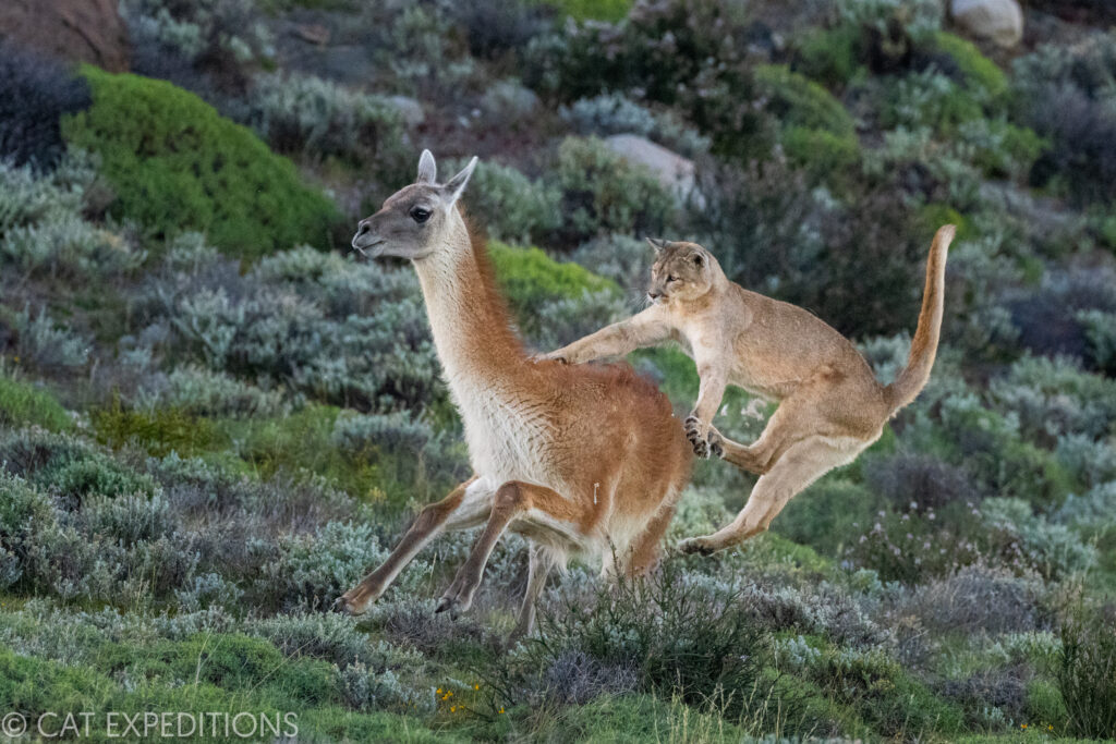 Puma making contact with guanaco during hunt, during our pumas of Patagonia Photo Tour in 2022.