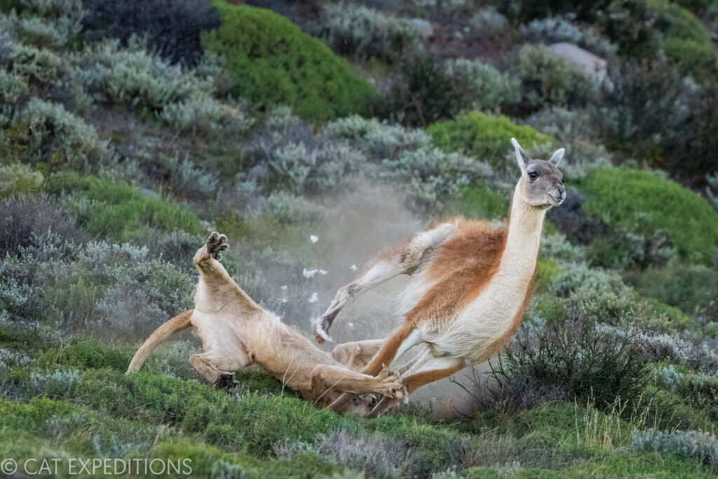Puma (Ginger) rolling off guanaco during her hunt, during our pumas of Patagonia Photo Tour in 2022.