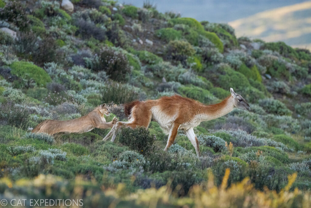 Puma (Ginger) making last ditch effort to try and hunt guanaco, during our pumas of Patagonia Photo Tour in 2022.