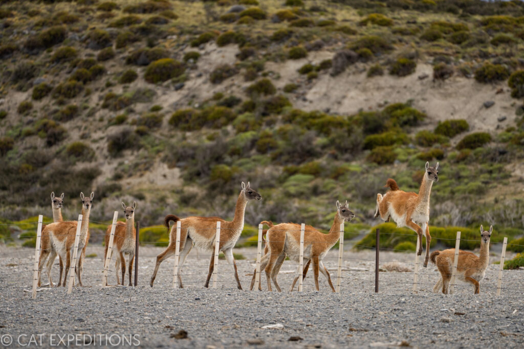Guanacos jumping fence near Torres del Paine National Park in Patagonia, Chile. These fences can be detrimental to these ungulates, who sometimes get caught in them.