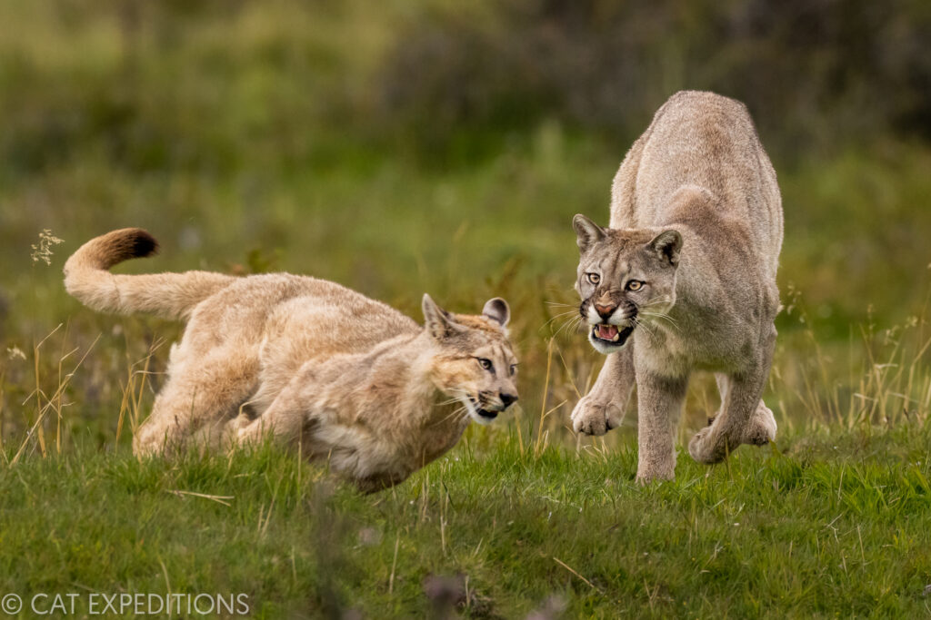 A male puma cub chases his sister during playtime. Taken during our 2022 pumas of patagonia photo tour.
