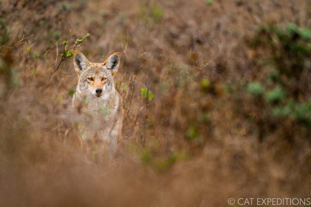 Coyote in scrubland during our Bobcats of California Photo Tour in 2022.