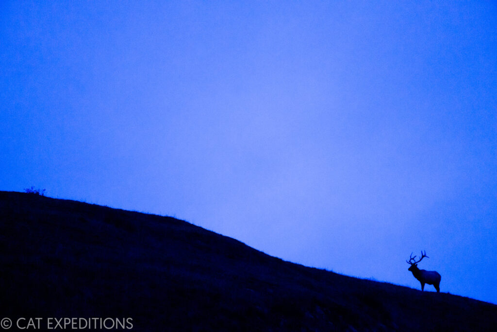 Tule Elk (Cervus elaphus nannodes) bull at dusk during our bobcats of California photo tour in 2022.